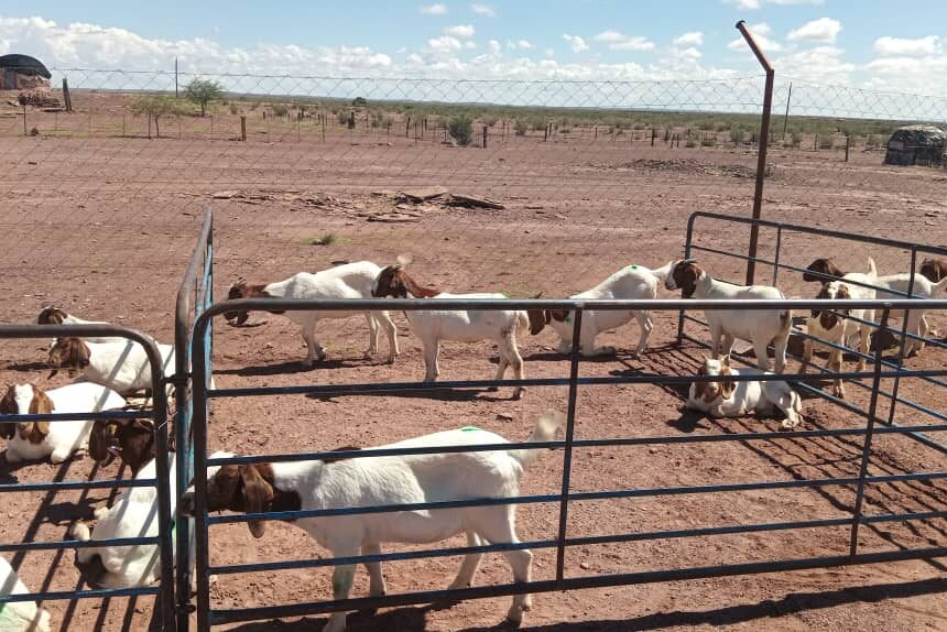 Gainachas farmers’ goats scheme delivers big …as elderly receive livestock 