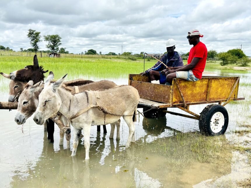 North under nature’s siege