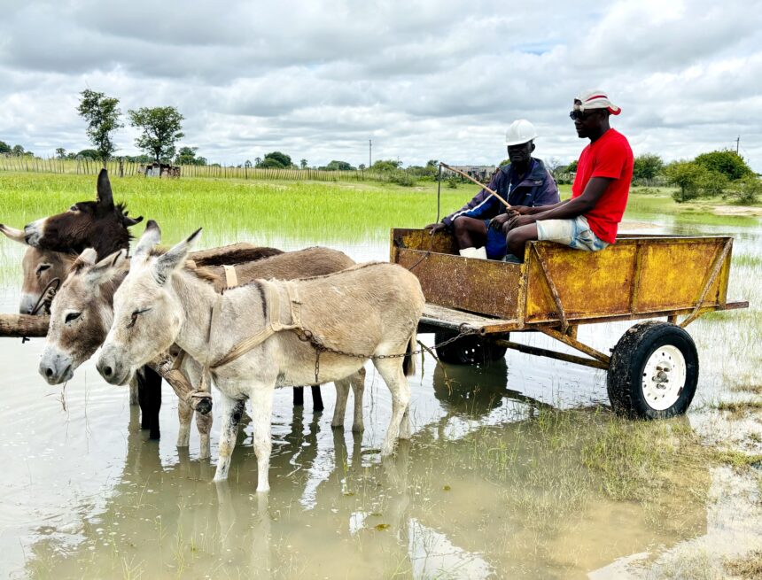 North under nature’s siege
