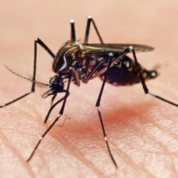 Over 1 500 admitted for malaria