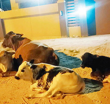 Animals take over northern towns