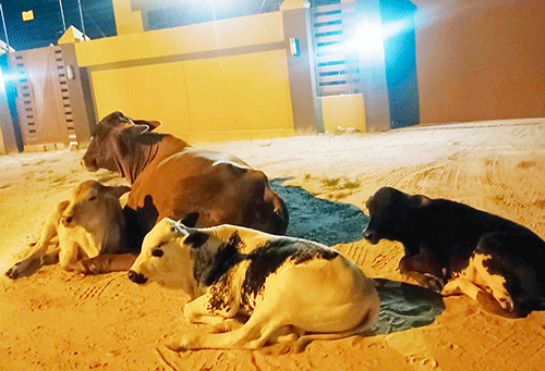 Animals take over northern towns