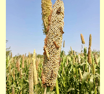 Okapuka taka li omapya oshimwene kee po 