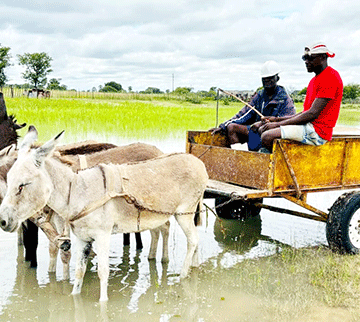 Ya kondekelwa ko kefundja taya faalelwa iikulya nokadhakadhaka