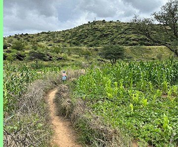 A city’s rare harvest