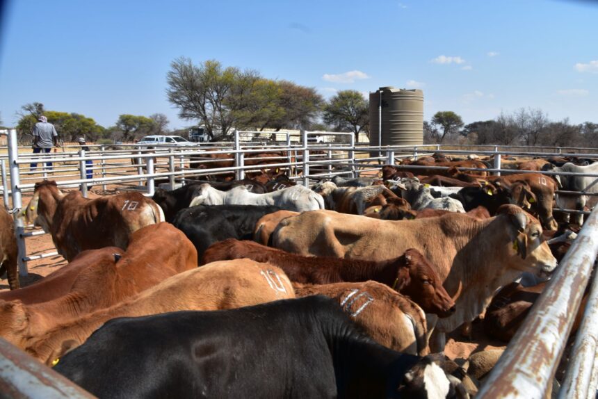 Bank Windhoek supports 2025 Agra Weaner Championship