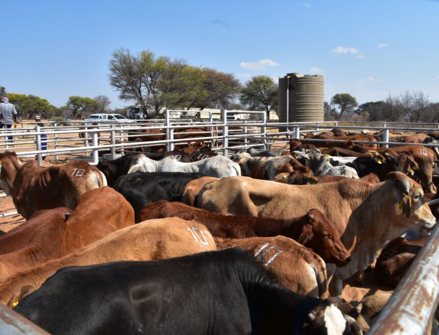 Bank Windhoek supports 2025 Agra Weaner Championship