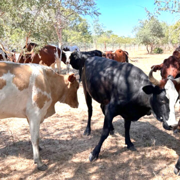 Stolen Namibian cattle retrieved from Angola …herders, owners back safely