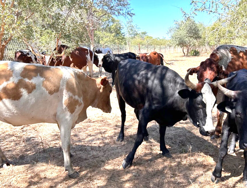 Stolen Namibian cattle retrieved from Angola …herders, owners back safely