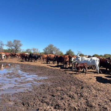 Cattle Kavango Cattle Ranch reports zero illness- related losses