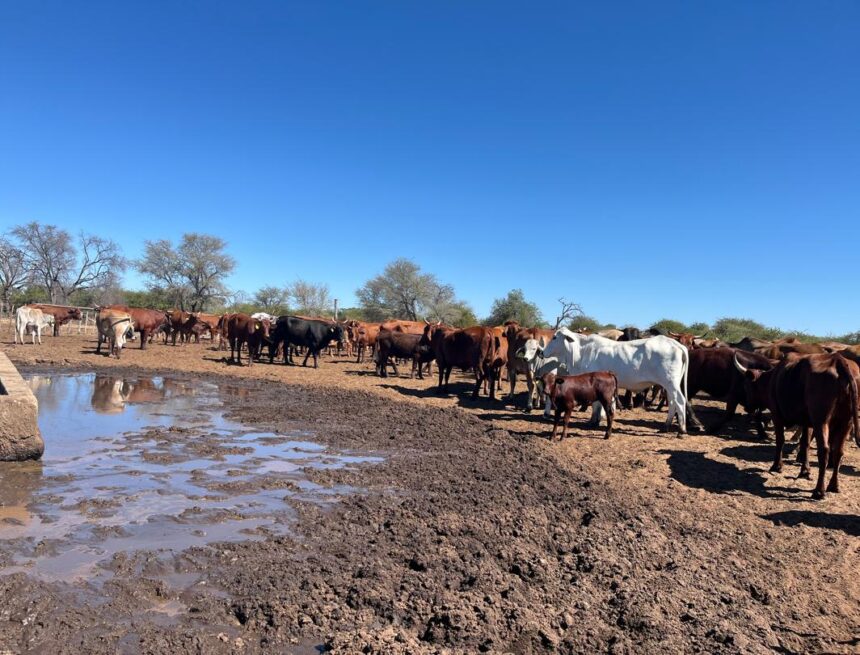 Cattle Kavango Cattle Ranch reports zero illness- related losses