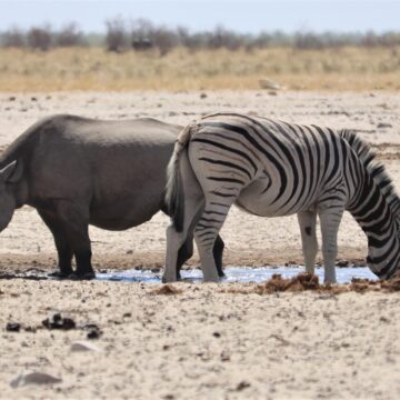 Conservation1 Environmental conservation gets over N$45m