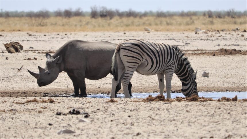 Environmental conservation gets over N$45m