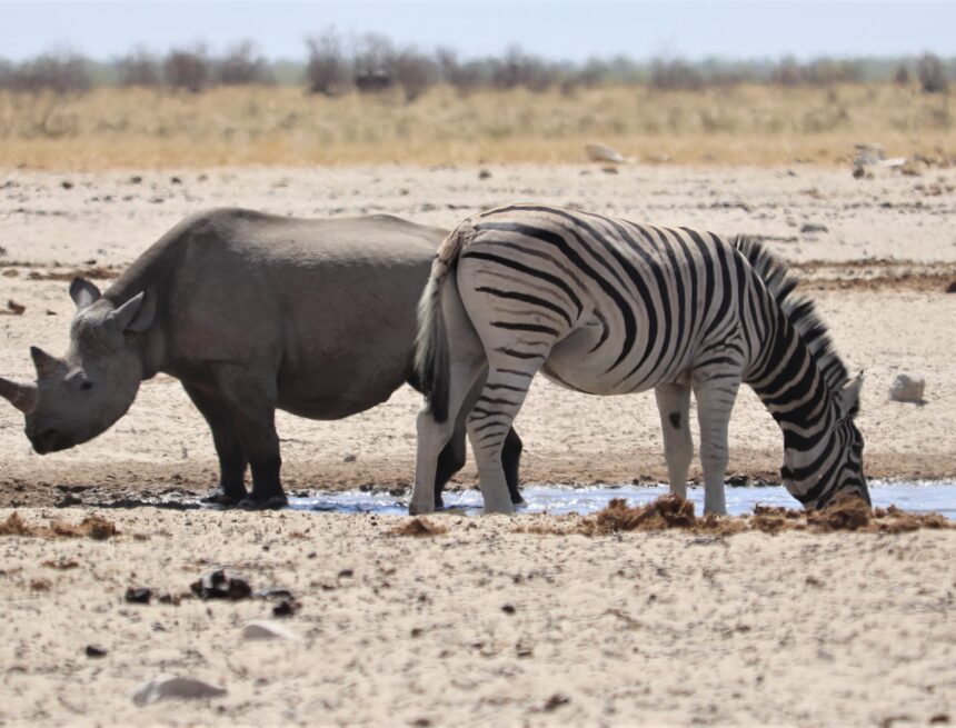 Environmental conservation gets over N$45m