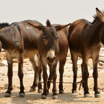 Oumbudi wooWamululu wahanya mOngandjera 