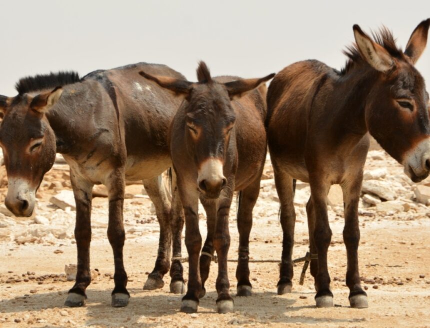 Oumbudi wooWamululu wahanya mOngandjera 