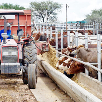 Farmers remain wary as cattle, sheep exports decline