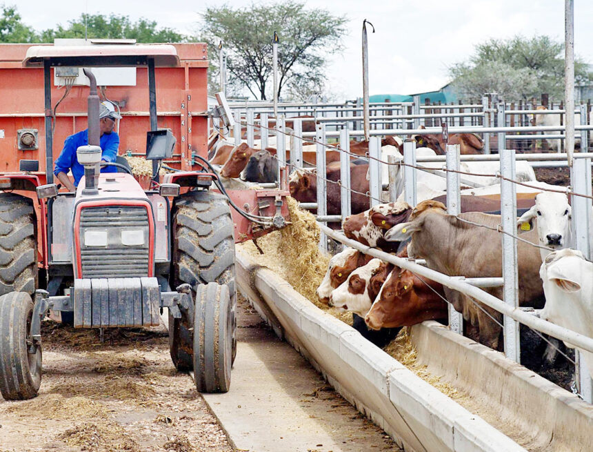 Farmers remain wary as cattle, sheep exports decline