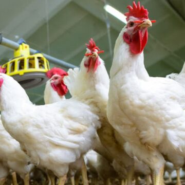 Farmers’ Kraal with guest Hanks Saisai – Winter season and poultry diseases