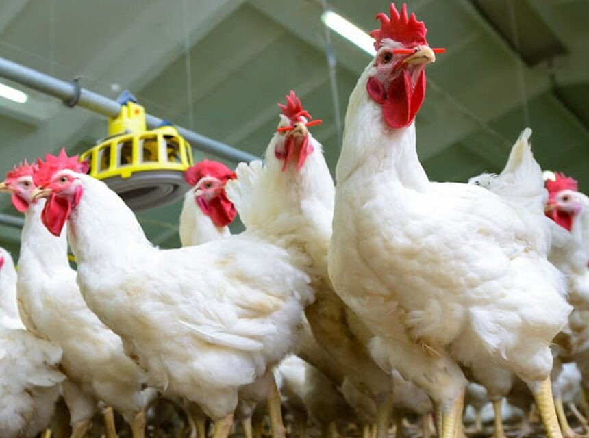 Farmers’ Kraal with guest Hanks Saisai – Winter season and poultry diseases