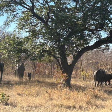 Human Human-wildlife conflict claims four in Zambezi