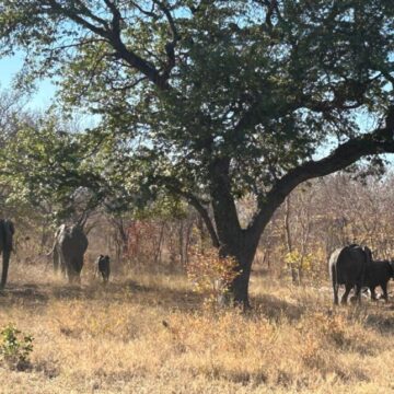 Human-860x645 Komano ya batu ni lifolofolo ibitula babane mwa Zambezi