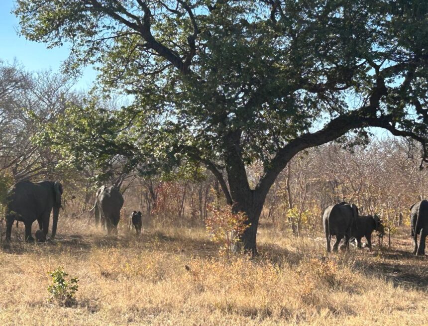 Human-wildlife conflict claims four in Zambezi