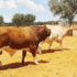 87 cattle stolen in Kavango East