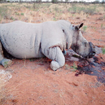 Poaching 1 Govt intensifies anti-poaching fight
