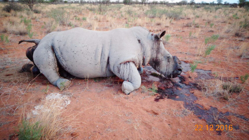 Govt intensifies anti-poaching fight 