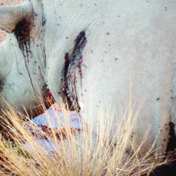 Uulunga woompanda washonopala