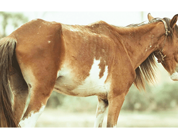 Screenshot-2025-05-06-at-10.44.41-AM Omukifi weenghambe wa tukuka moitukulwa ine