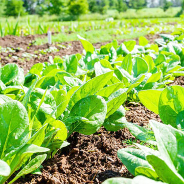 Venture into crop production this winter …know your season’s vegetables and how to grow them