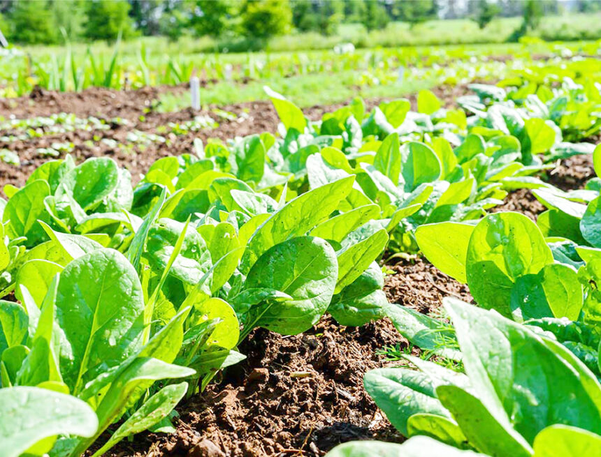 Venture into crop production this winter …know your season’s vegetables and how to grow them