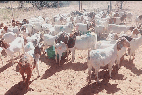goats Ta kala mokakuma molwoumbudi woonewewe