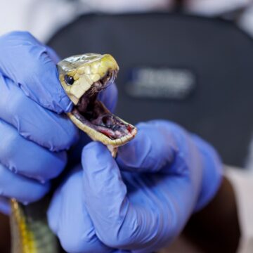 India probes snake in school lunch after 100 children fall sick