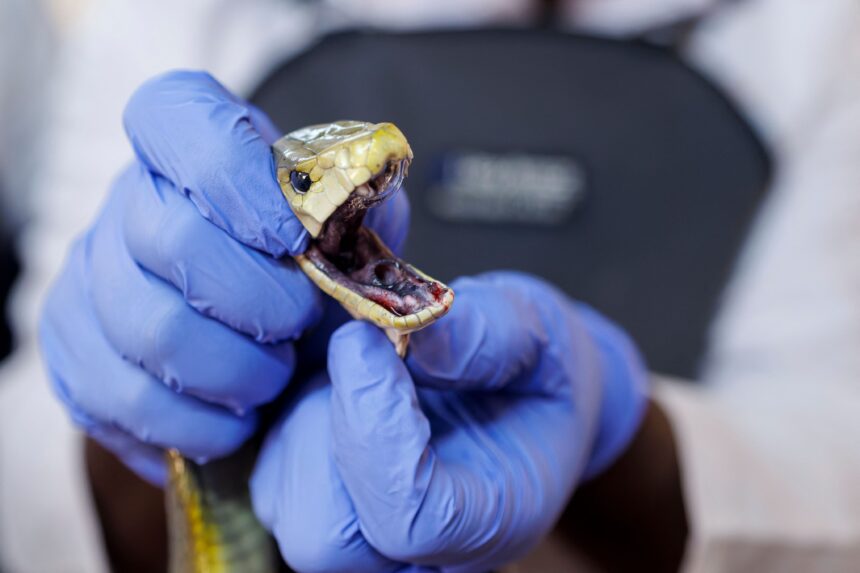 India probes snake in school lunch after 100 children fall sick