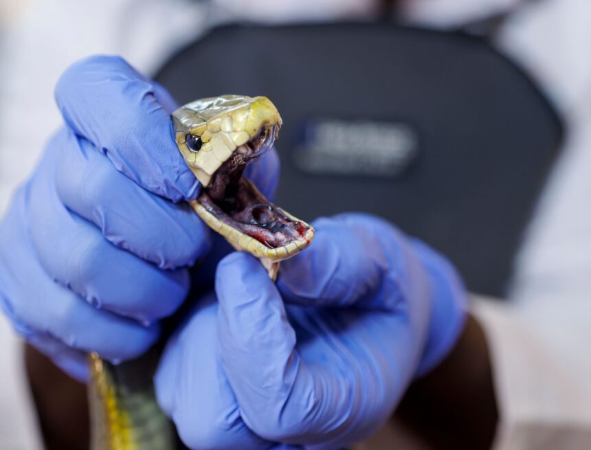 India probes snake in school lunch after 100 children fall sick