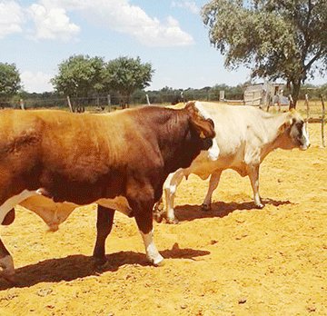 87 cattle stolen in Kavango East