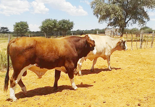 Gobabis stock theft case postponed 