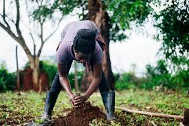 Planting trees Omuzile omuzile ashike …Oshigwana sha kumagidhwa shi tsike omiti omwendhi aguhe gwaMei
