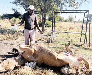 Stress-induced cattle death leaves farmer shattered 