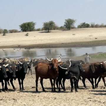 Zambezi police tackle cattle rustling  