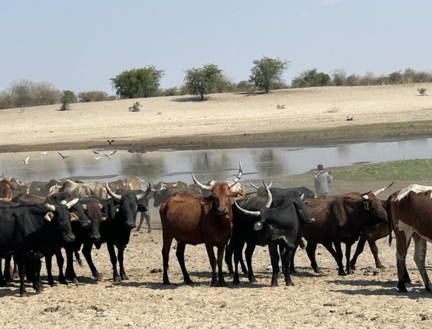 Cattle Zambezi police tackle cattle rustling