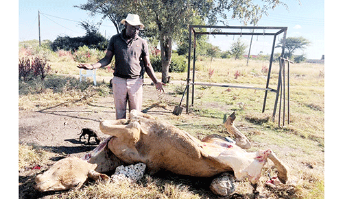 Cattle Stress-induced cattle death leaves farmer shattered
