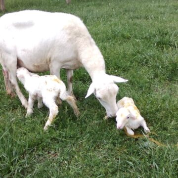 Farmers’ Kraal with Erastus Ngaruka – The winter lambing and kidding season 