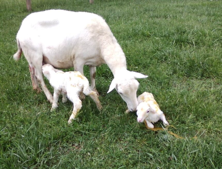 Farmers Kraal Farmers’ Kraal with Erastus Ngaruka – The winter lambing and kidding season