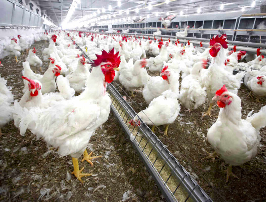 Farmers’ Kraal with Hanks Saisai (Guest columnist) – Beware of winter poultry diseases