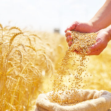 Farmers’ Kraal with Hanks Saisai – Strategies for preventing post-harvest losses