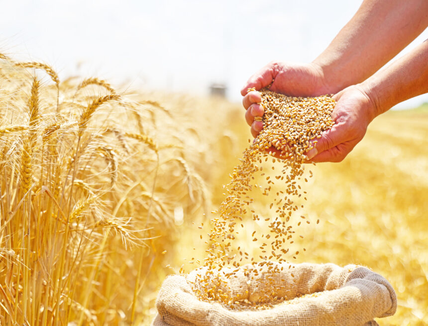 Farmers’ Kraal with Hanks Saisai – Strategies for preventing post-harvest losses